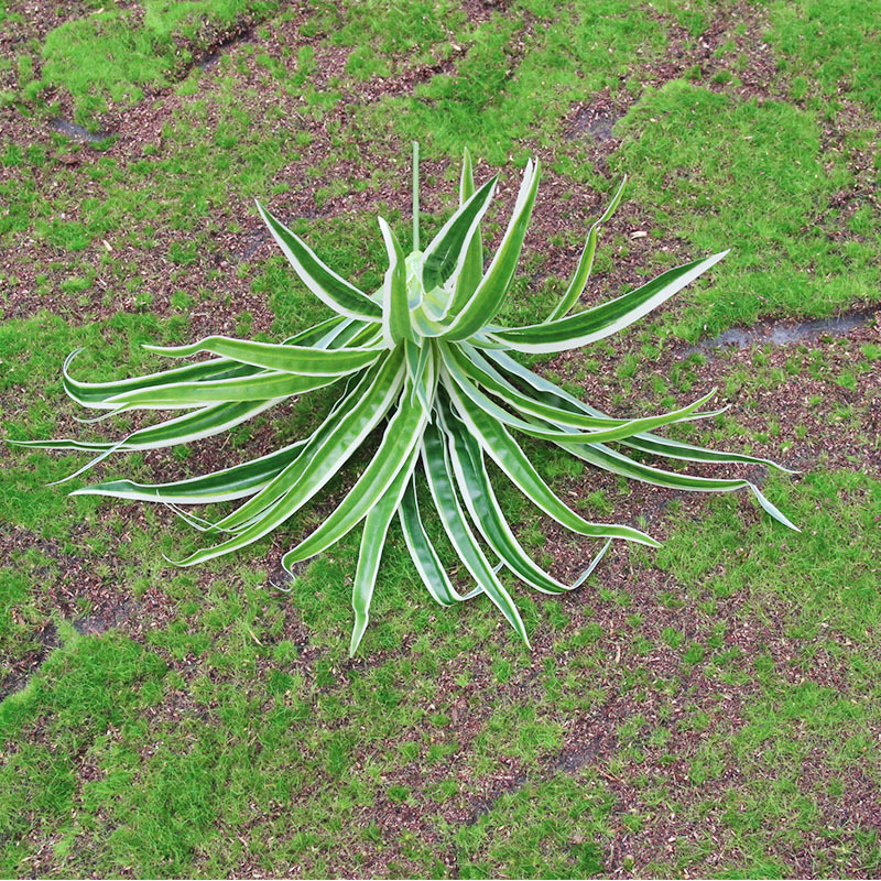 厂家直销白边草吊兰草植物墙配材仿真草插花装饰草皮墙点缀兰花草