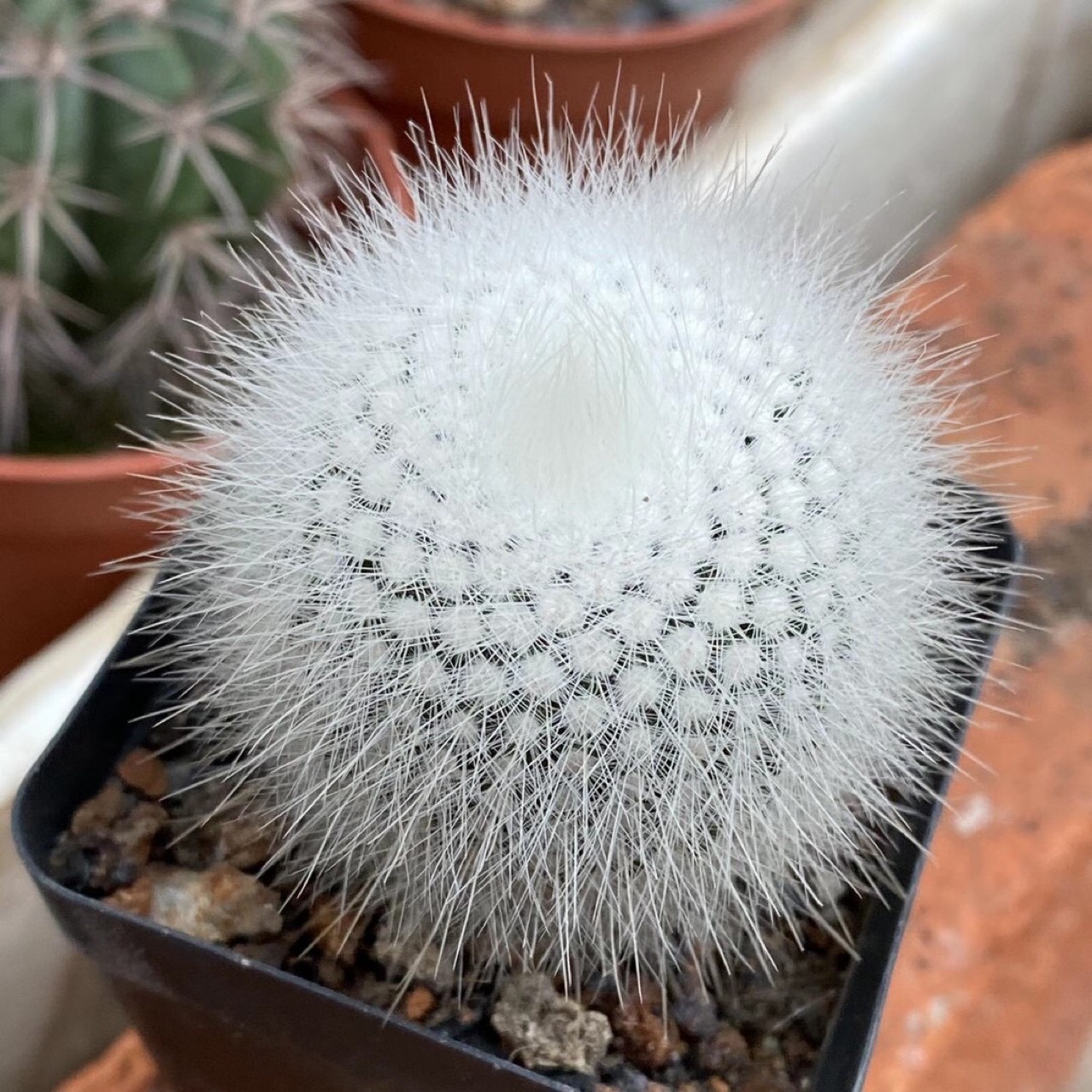 仙人球盆栽白色多肉植物实生白小丁3-4cm仙人球小盆栽