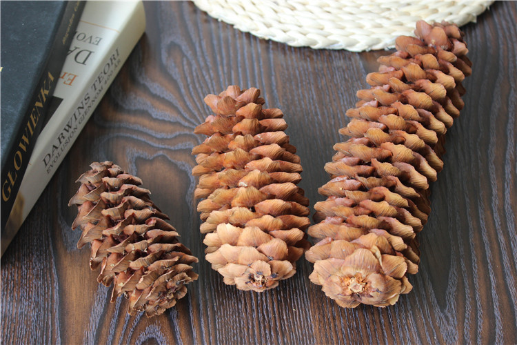 雪松松塔干燥花创意礼品flower干松果大装饰真花云南干花拍照道具