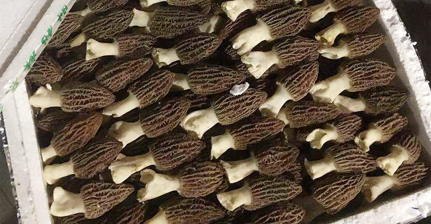 现货新鲜羊肚菌1kg顺丰包邮 云南特产农产品羊肚菌人工食用菌