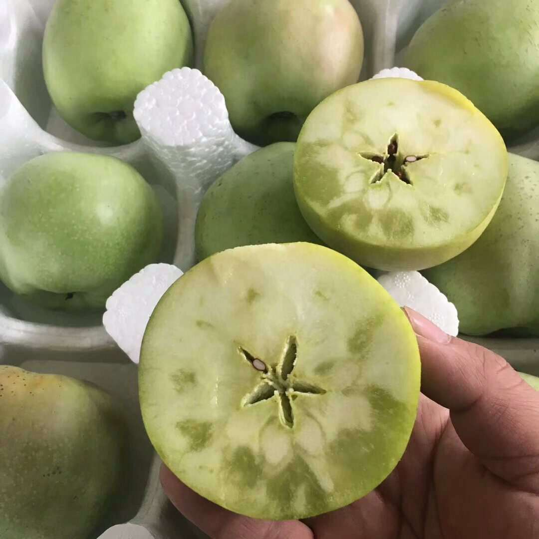 山东印度青苹果5斤青苹果一件代发