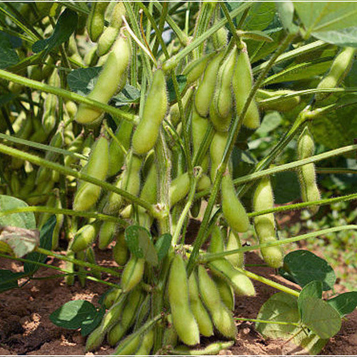 早熟毛豆种子 菜用大豆高产阳台盆栽种菜蔬菜蔬果种子