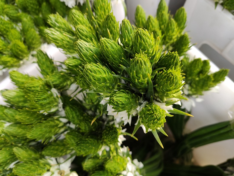 【雀梅】花期长 云南昆明鲜花批发基地直发雀梅