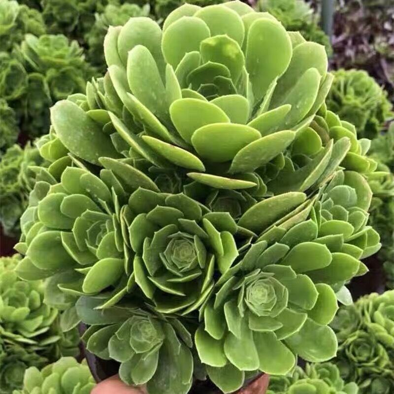 法师三圣赤霞飞水墨画欧紫韶羞一物一拍缀化老桩多肉植物桌面花卉