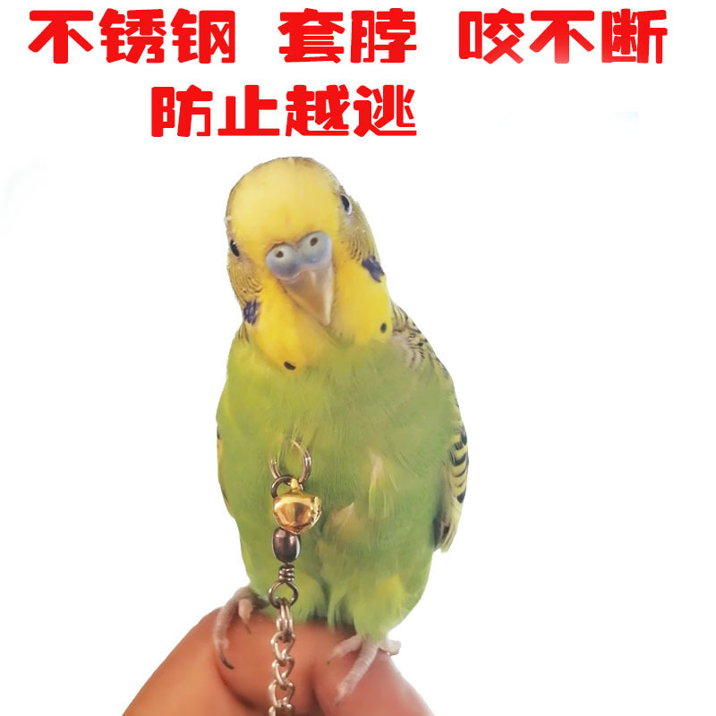 鹦鹉脖套脖圈虎皮牡丹玄风不锈钢鸟脖链脖套脖绳手养训鸟用品