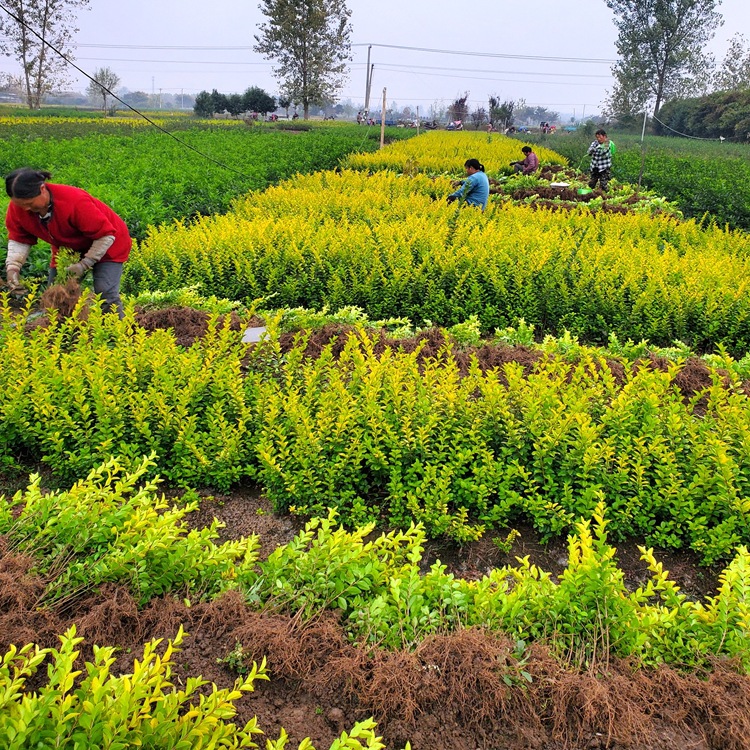 晋中金叶女贞批发 山西绿化花木基地 金叶女贞50高价格 量大
