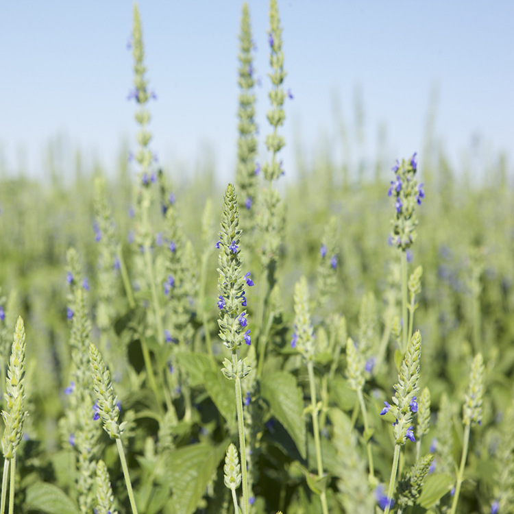 墨西哥 奇亚籽营养代餐五谷杂粮批发黑色奇亚子产地直批500克