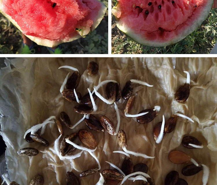 0(%)净度97(%)品种纯度98(%)级别一级良种品种西瓜商品属性付款成功后