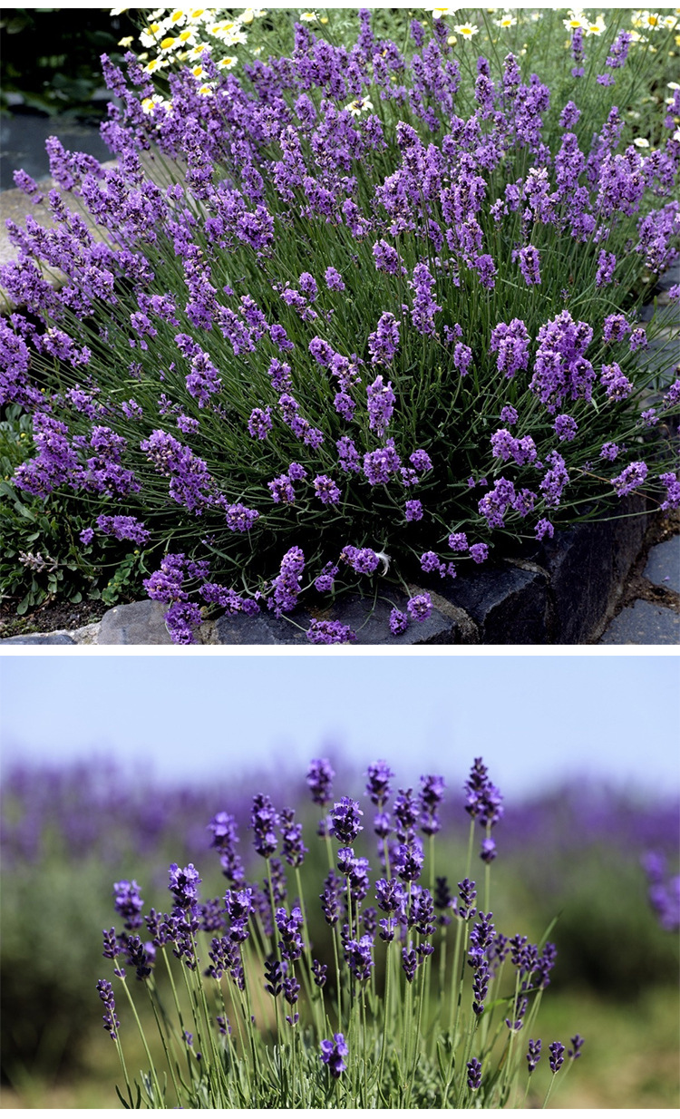 品种薰衣草干湿习性中性光照习性中性货号116生长适温中性是否进口否