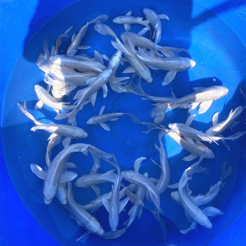 观赏鱼白金日本锦鲤银白金属色白颜色风水冷水鱼鱼苗活体包活