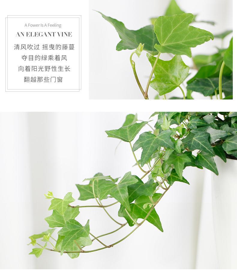 常春藤盆栽长春藤室内绿植花卉长藤四季常青藤盆栽垂藤长藤植物