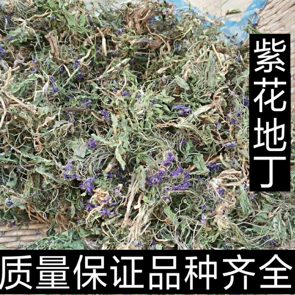 整棵带根带花紫花地丁5001000包邮野菜紫花地丁草苦地丁多规格