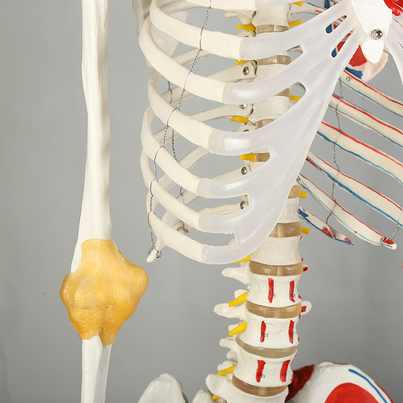 人体骨架标本模型生物教学骷髅脊椎可活动骨架pvc医学骷髅支架