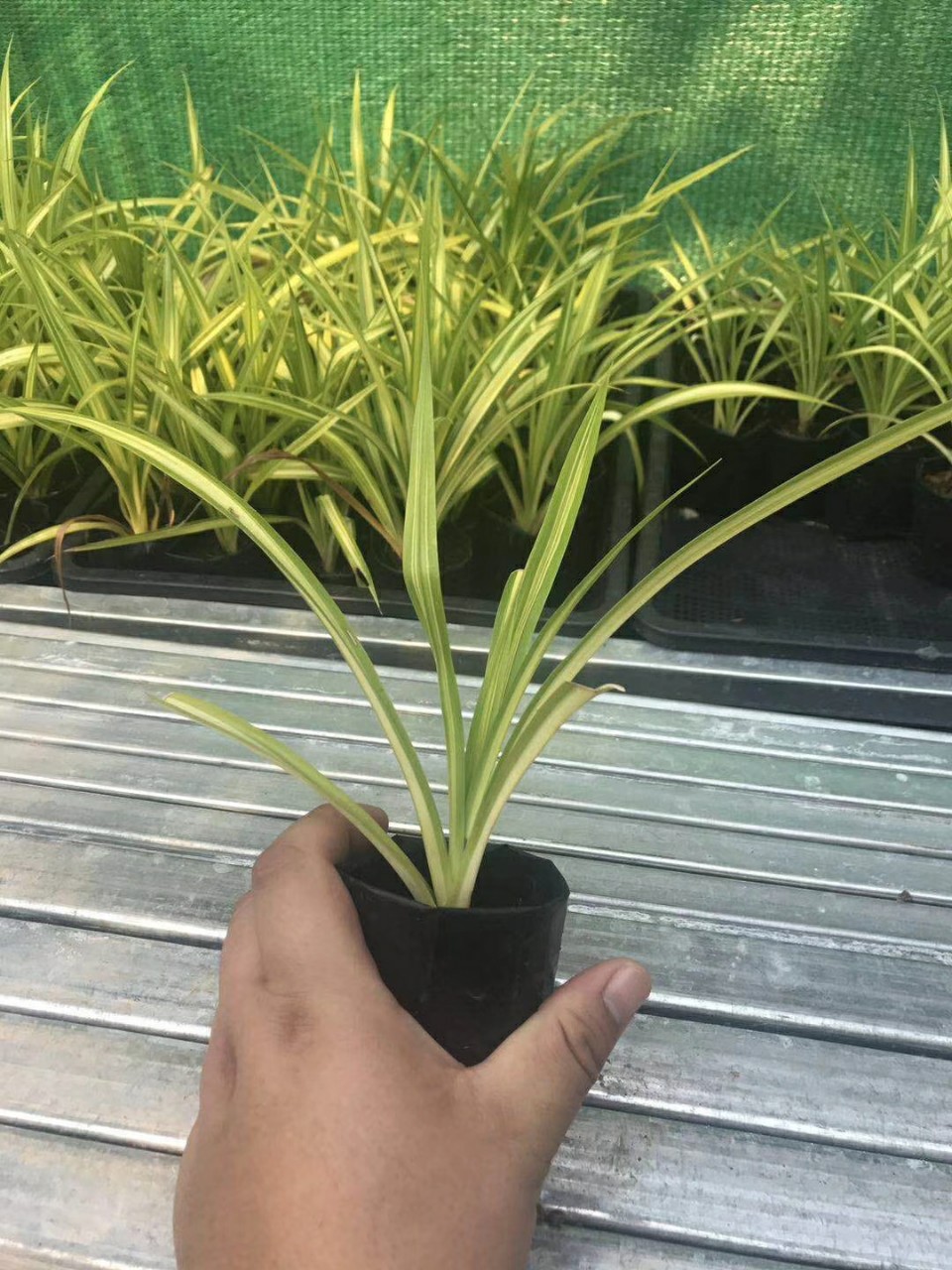 206基地批发 供应 泰国 金心露兜 盆栽 花叶 彩叶 斑叶 无刺露兜