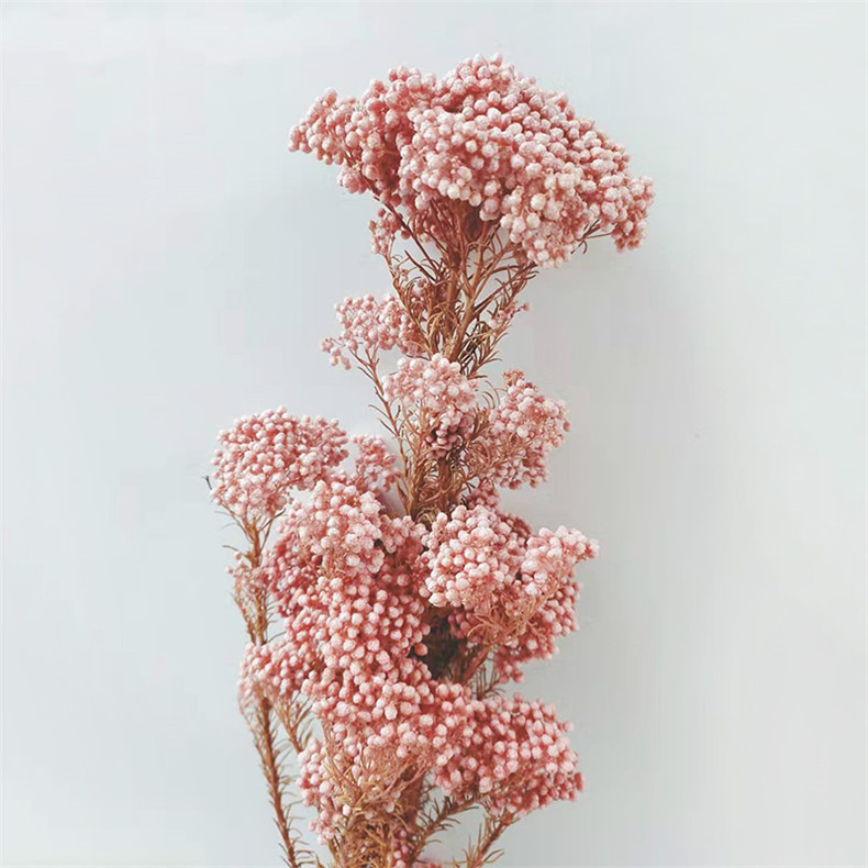 永生花米花 干花北欧花束永生花材料产地直供花居家装饰摆件