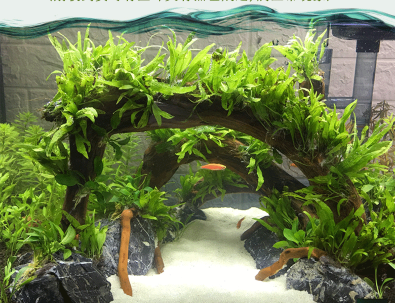 铁皇冠沉木 鱼缸造景真水草 细叶铁皇冠水草沉木活体批发