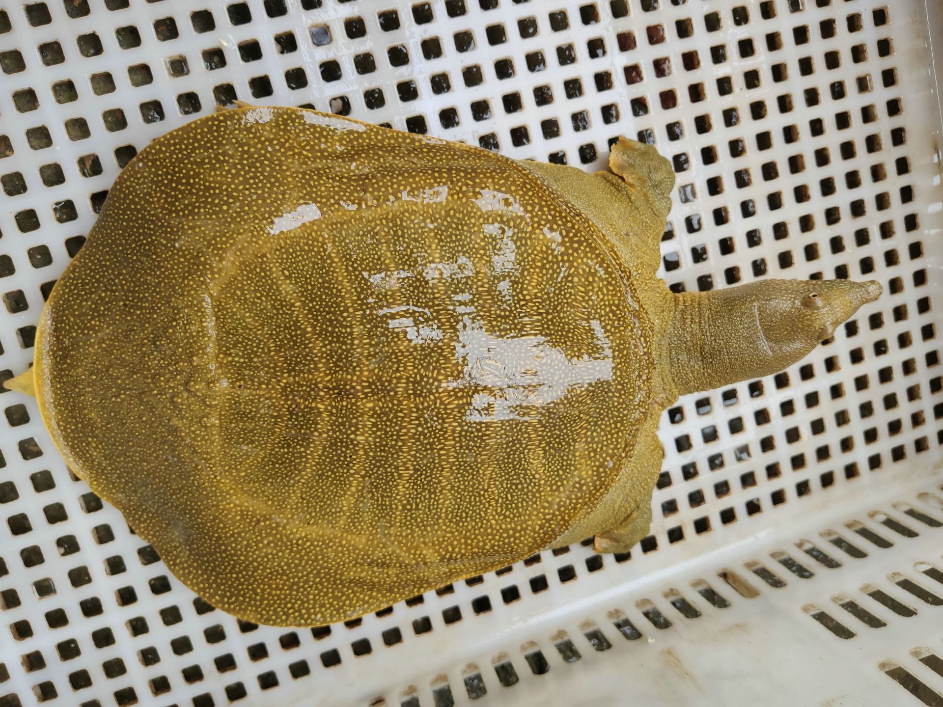 汉寿黄金甲鱼 生态外塘放养鲜活大甲鱼水鱼鳖老王八老鳖食用