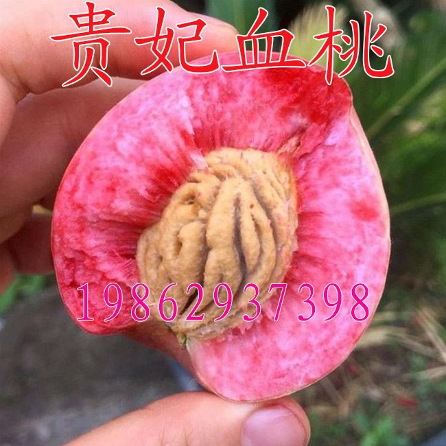 桃树品种贵妃血桃苗 嫁接桃树苗红肉血桃当年结果南方北方种植