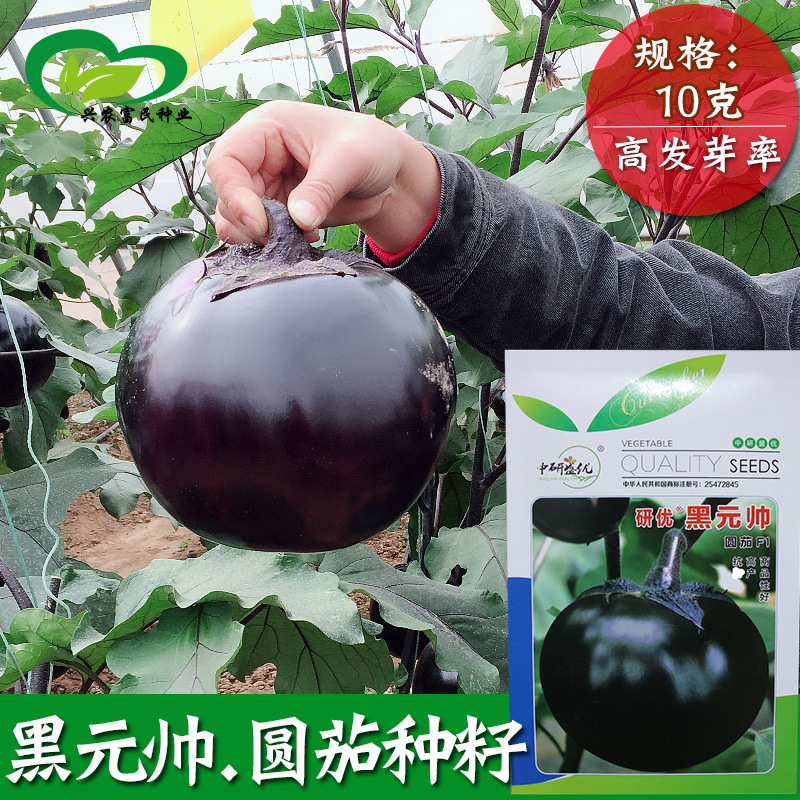 黑元帅圆茄种子 农田菜园基地中晚熟外皮黑紫色茄子蔬菜籽