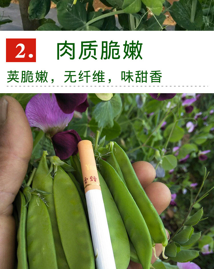 袋品牌菜菜芽货号蓟宏一品荷兰豆产地/厂家蓟宏成活率98(%)含水量