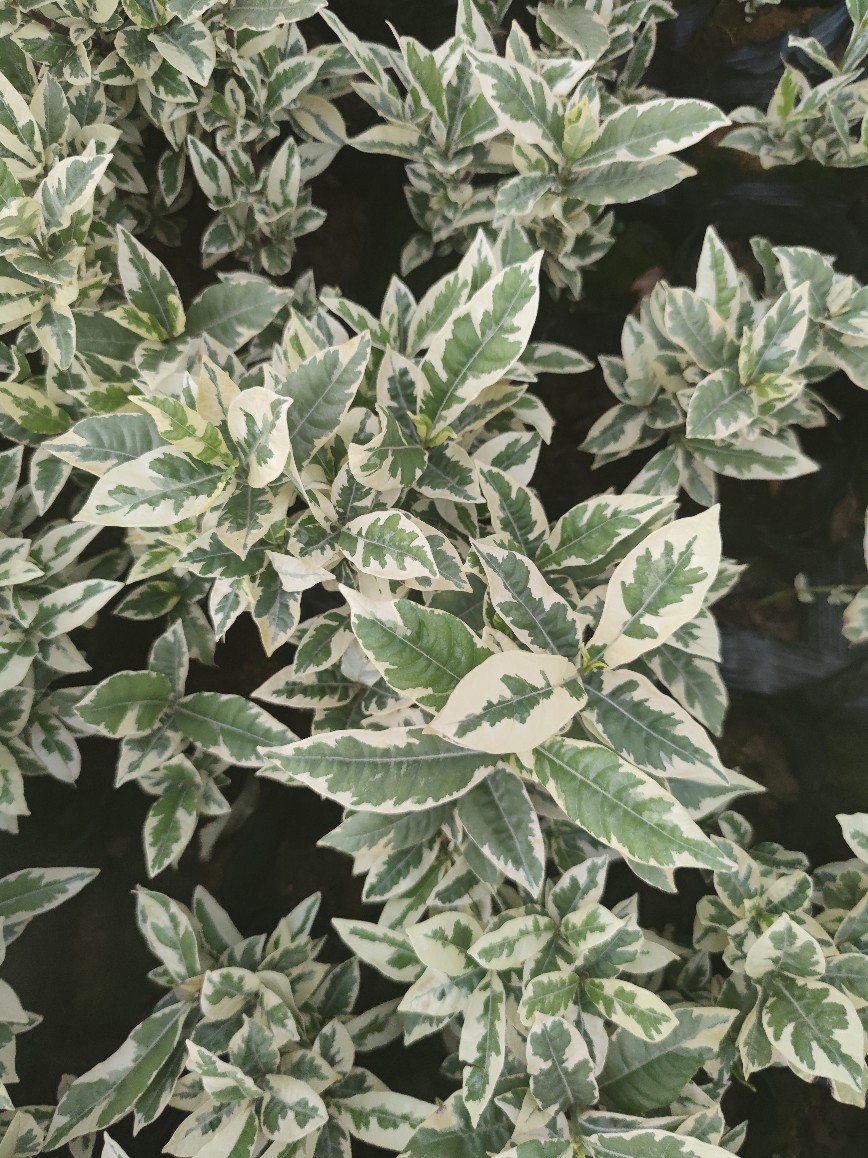 206基地供应 花叶栀子花 彩叶 斑叶栀子 10-50cm高 变异新品种