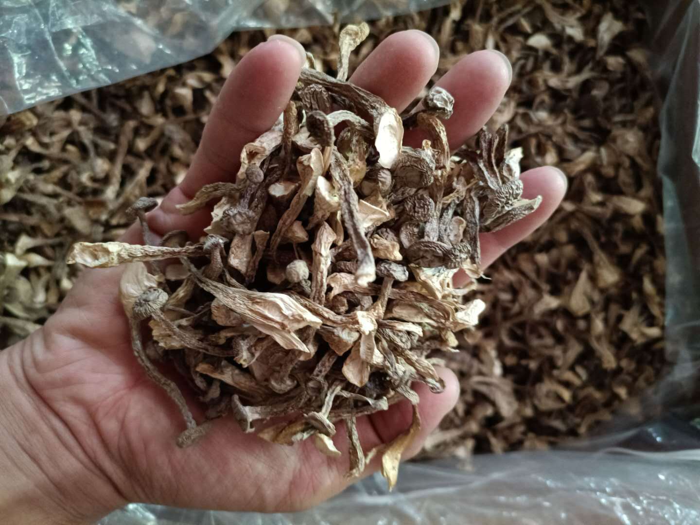 润泽食用菌鹿茸菇货源嫩仔250g干货大量批发 蒸汽烘干? 蒸的健康
