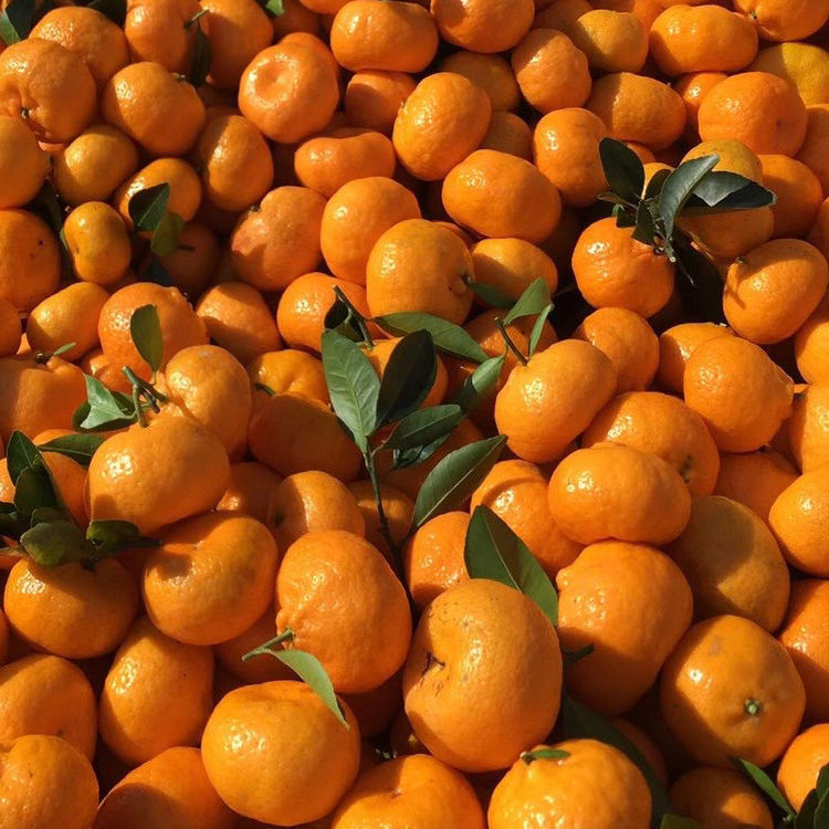 10斤南丰新鲜橘子江西南丰特产贡桔现摘当季水果桔子