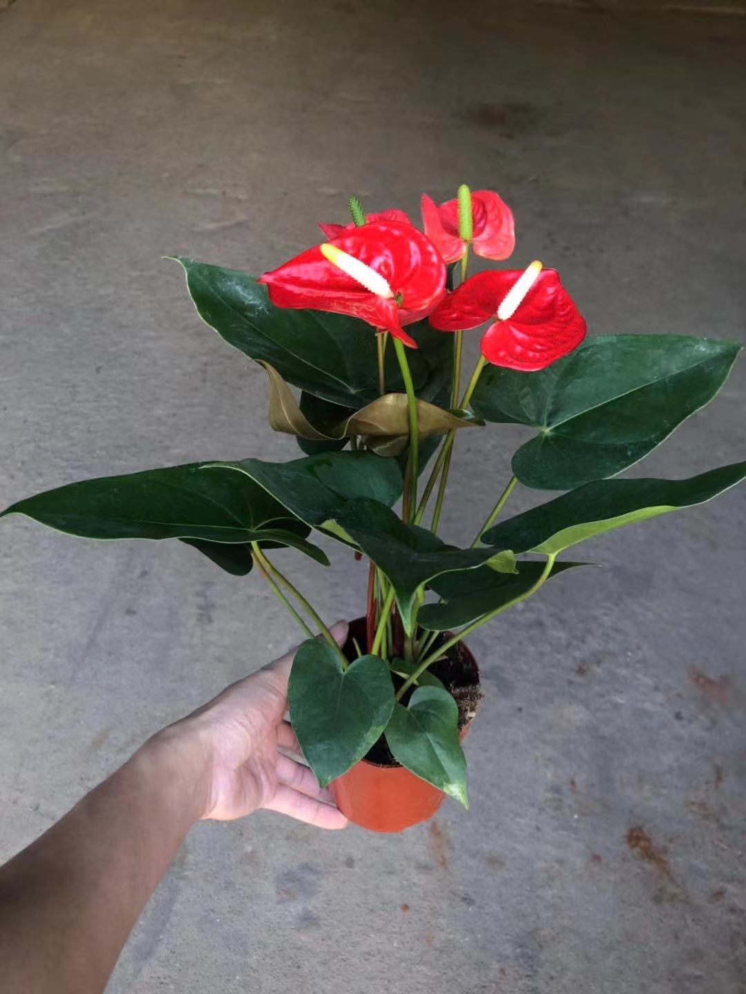 基地直销 批发多花红掌一帆风顺室内四季开花绿植 120#两苗马都拉