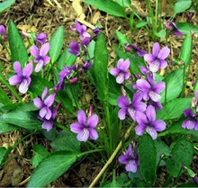 紫花地丁种子源头批发 多年生花籽野堇菜四季易活地被覆绿耐寒阴