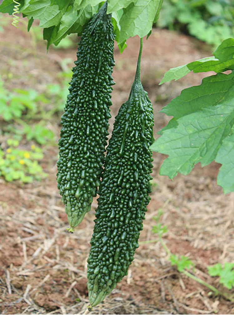 观赏苹果大顶种孑春秋季耐热白黑苦瓜种籽苦瓜种子菜种籽蔬菜种孑