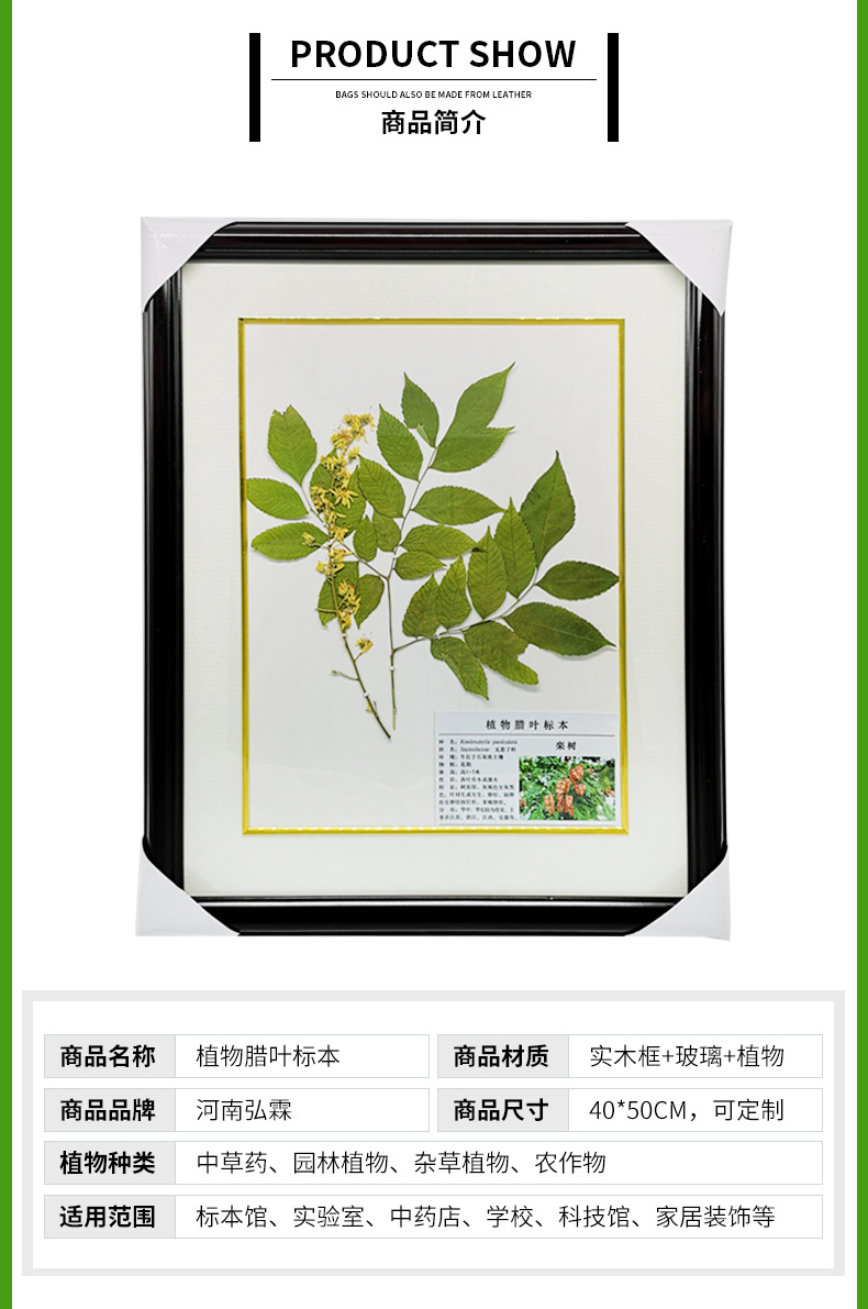 产地货源中药腊叶标本 木制精装自然大压制标本植物腊叶标本