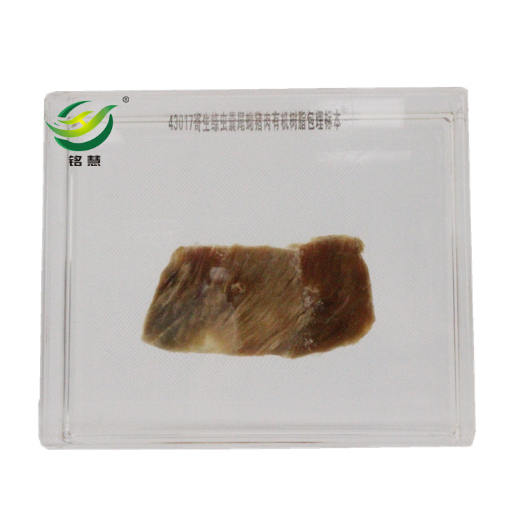 寄生绦虫囊尾蚴猪肉新型包埋标本中小学生物教学包埋标本