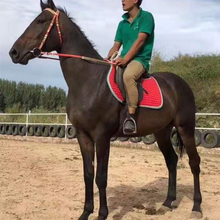 适合女士骑乘马温血马母马4岁活马哪里有马汗血马真