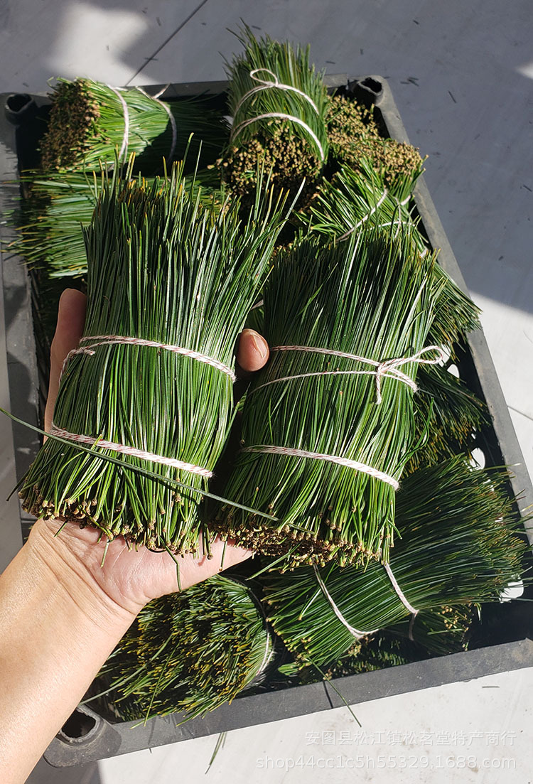 长白山松针叶马尾松针叶红松针五针松针叶松毛松叶