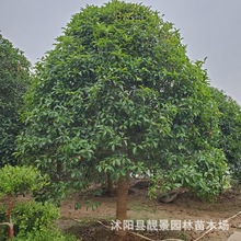 江苏桂花树 金桂 银桂 八月桂 大桂花树 绿化植物 基地批发