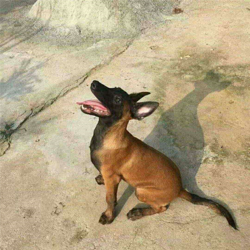 一手货源马犬幼犬纯种活体护卫犬精品爆黑红马犬幼犬宠物活体