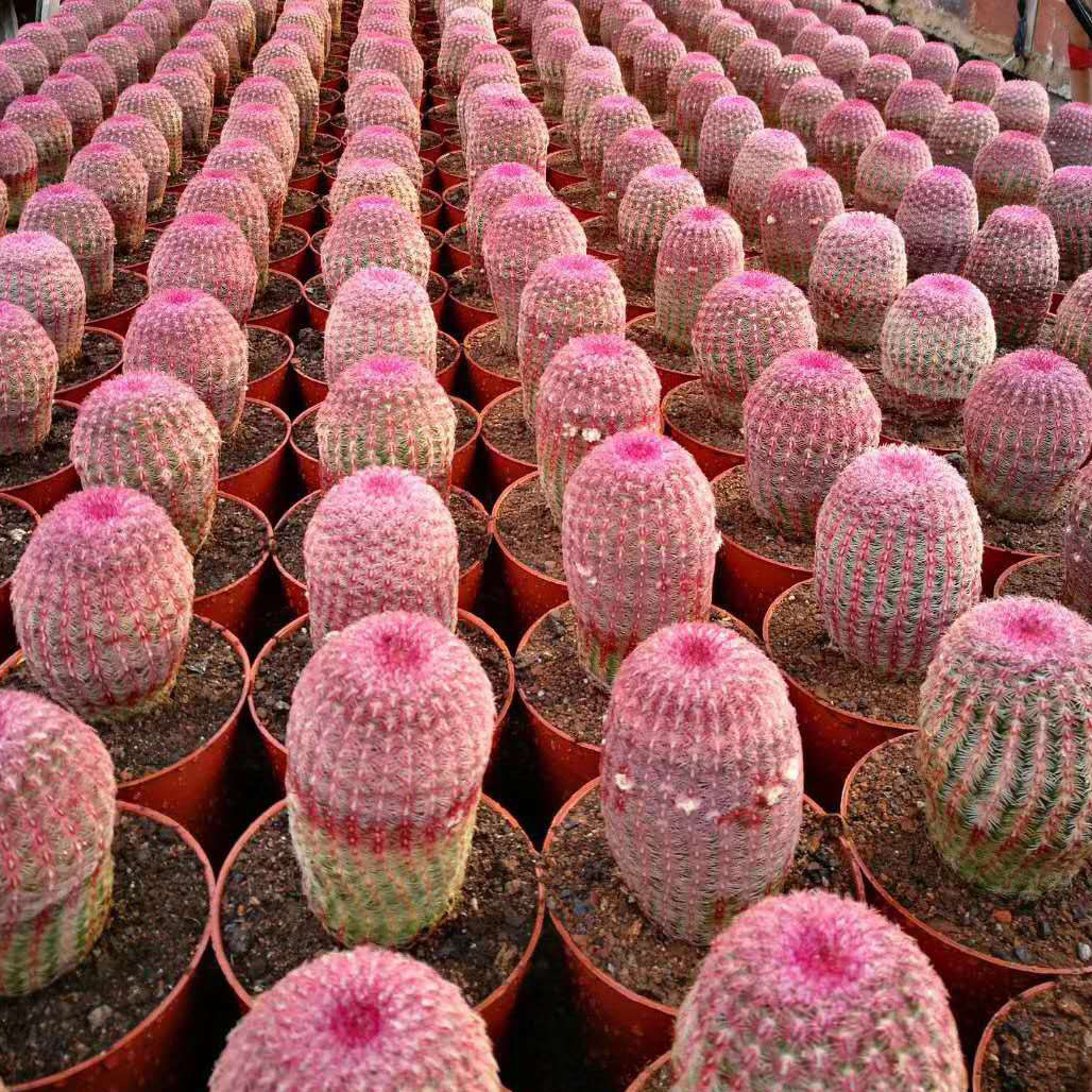 【基地直供】家居室内植物花卉盆栽 仙人球植物盆栽 红太阳