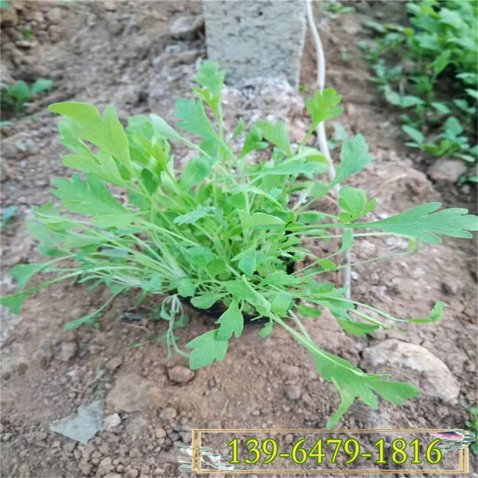 冰岛虞美人盆苗 东方虞美人小杯苗 玉美人花海设计青州供应花苗