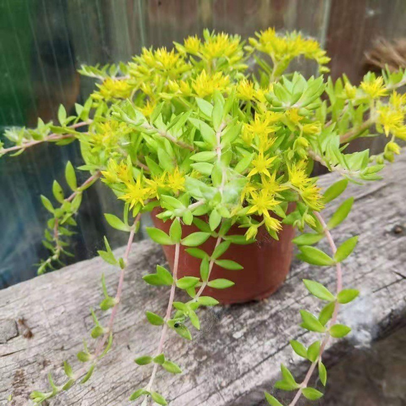 花草垂盆草办公室花盆绿植绿色花卉观叶植物室内吊兰垂吊盆栽易活查看