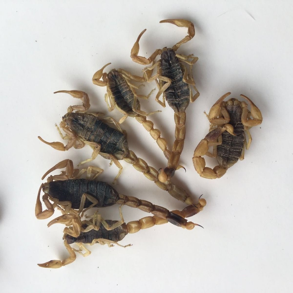 中药材全蝎 蝎子 全虫 清水虫500克 水蛭 蜈蚣 地龙10克