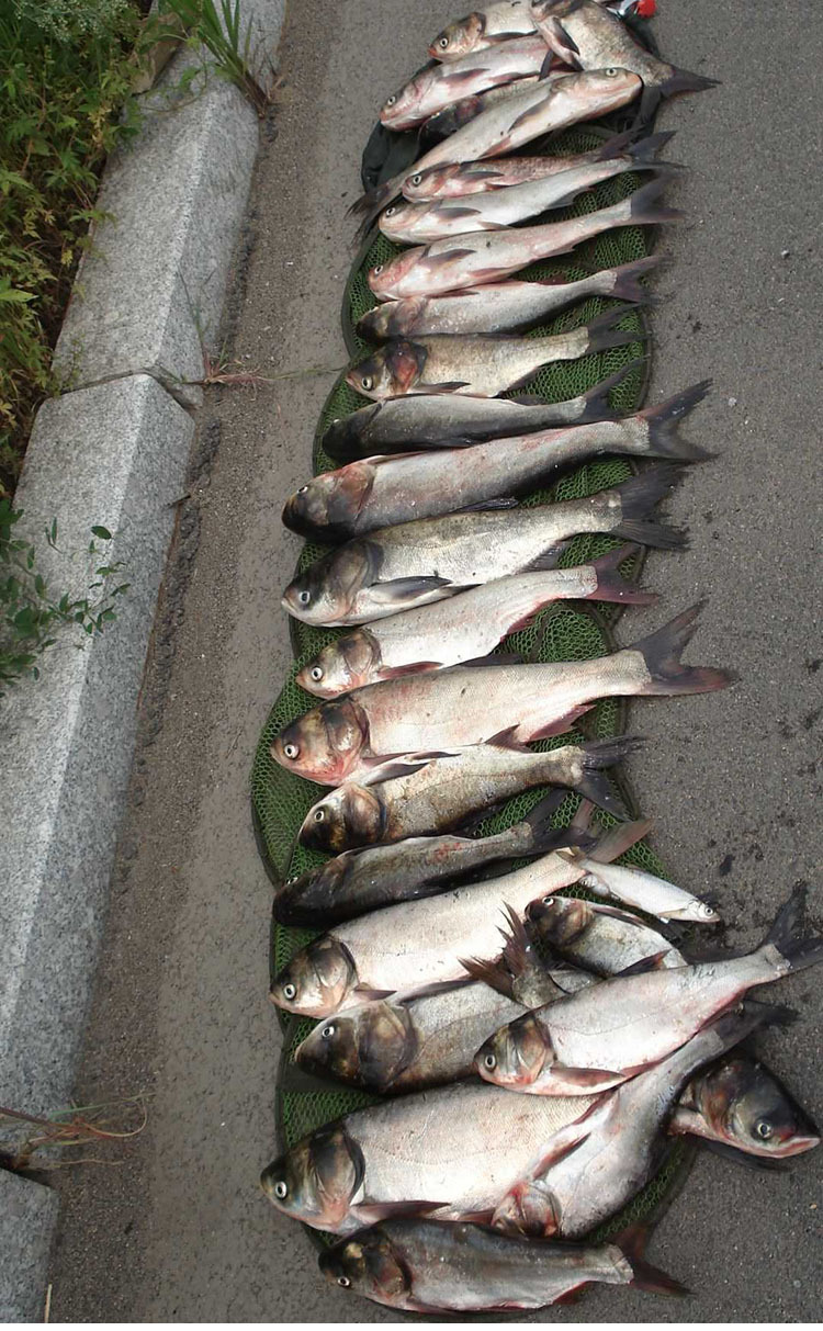 鲢鳙狂口诱钓鱼小药野钓花白鲢鱼饵料诱食剂大包头鱼窝料配方用品