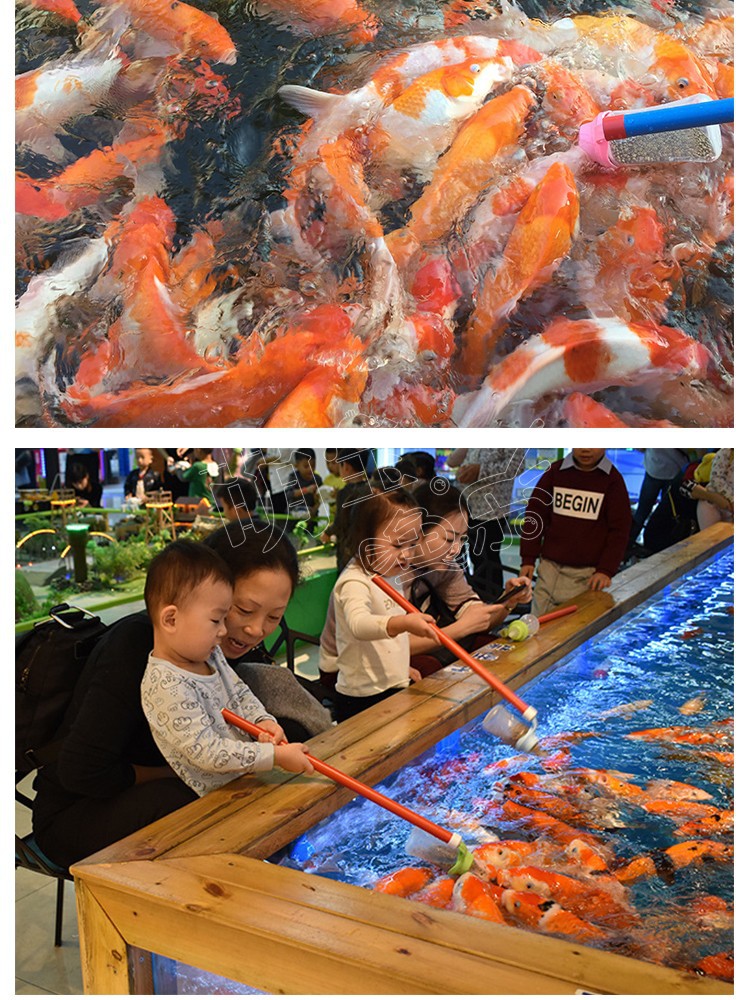 吃奶鱼渔场驯化纯种锦鲤鱼苗特价奶嘴鱼喂奶鱼观赏鱼活体奶瓶喂鱼