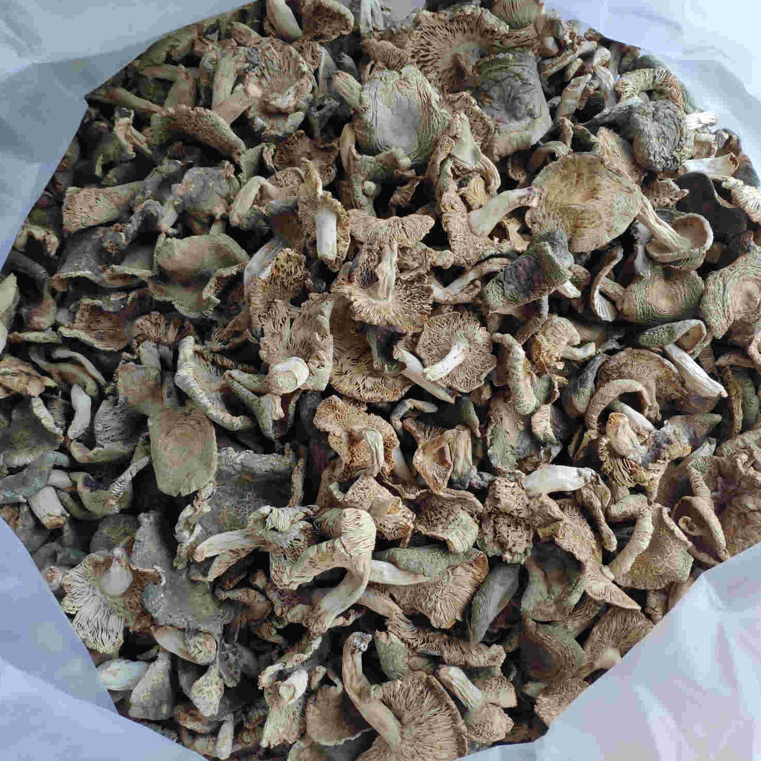 云南土特产小青头菌干货 蘑菇 菌杂菇子干菌子 今年新货