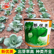 蔬菜种子现货 大株矮脚小青菜上海青苏州青种子大棚蔬菜快菜种子