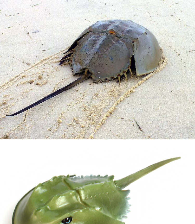 跨境仿真海洋动物模型螃蟹玩具 塑胶玩具实心动物玩具模型 鲎