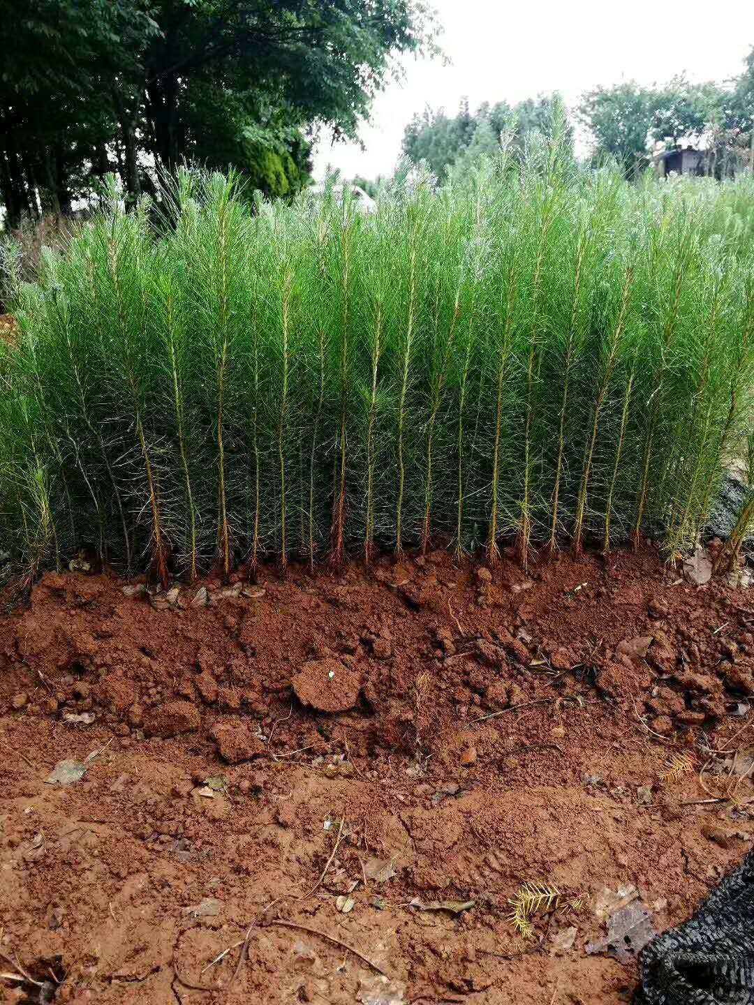 【自产自销】杉树苗 良种杉木苗 优质杉木苗 三代杉木苗 杉木杯苗