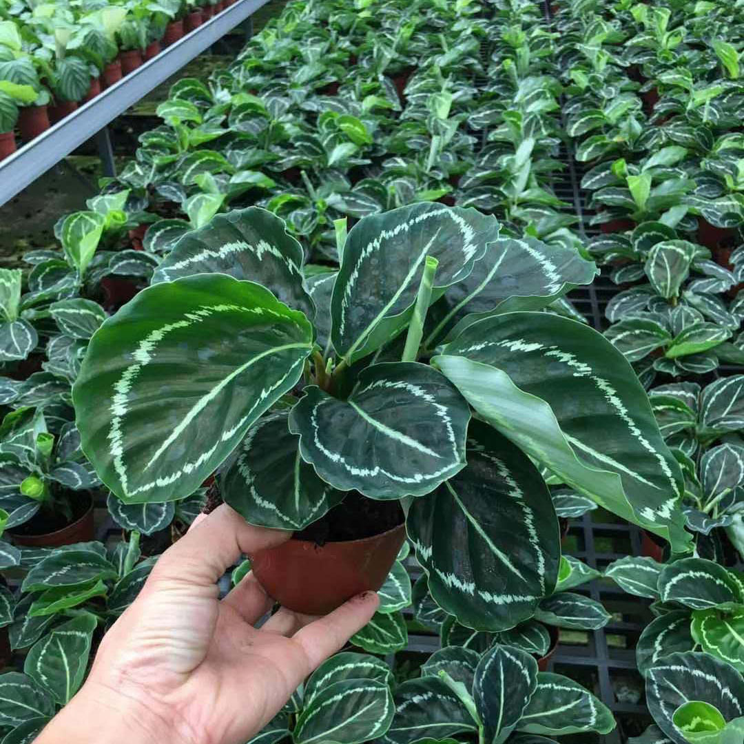 【基地直供】室内绿植 居家花卉盆栽 净化空气 110#绿美丽竹芋