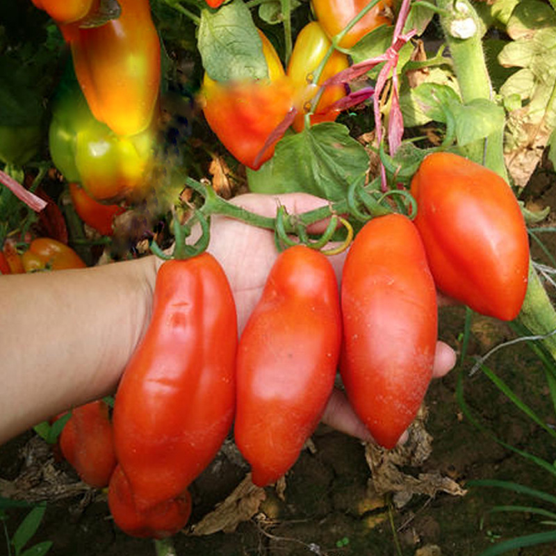 奶油香蕉西红柿种子欧洲可留种老品种儿时番茄味道四季番茄种孑