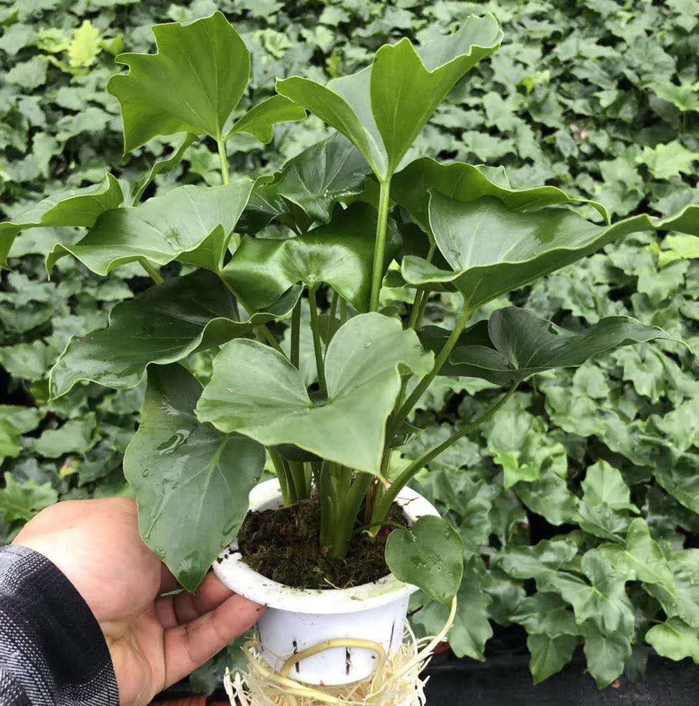 【基地直供】水培植物花卉盆栽 居家花卉绿植盆栽 水培希望蔓绿绒