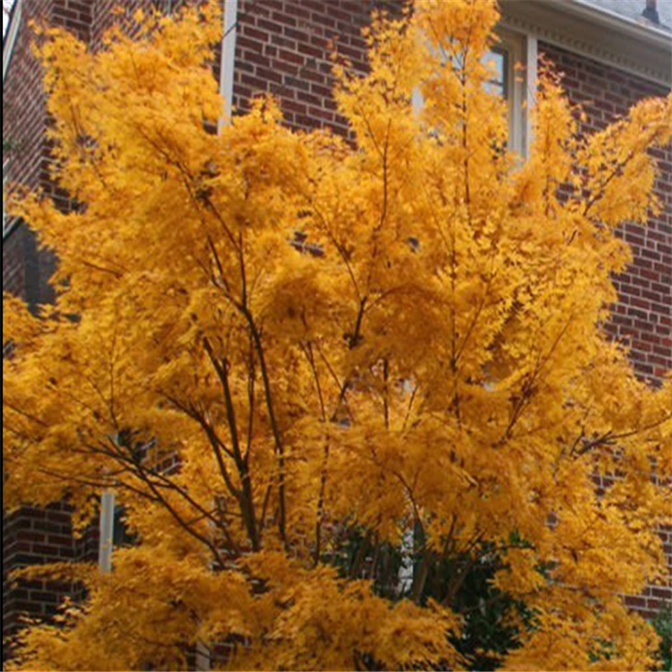 珊瑚阁 日本枫树品种 红色枝干红枫 经典品种 盆栽庭院